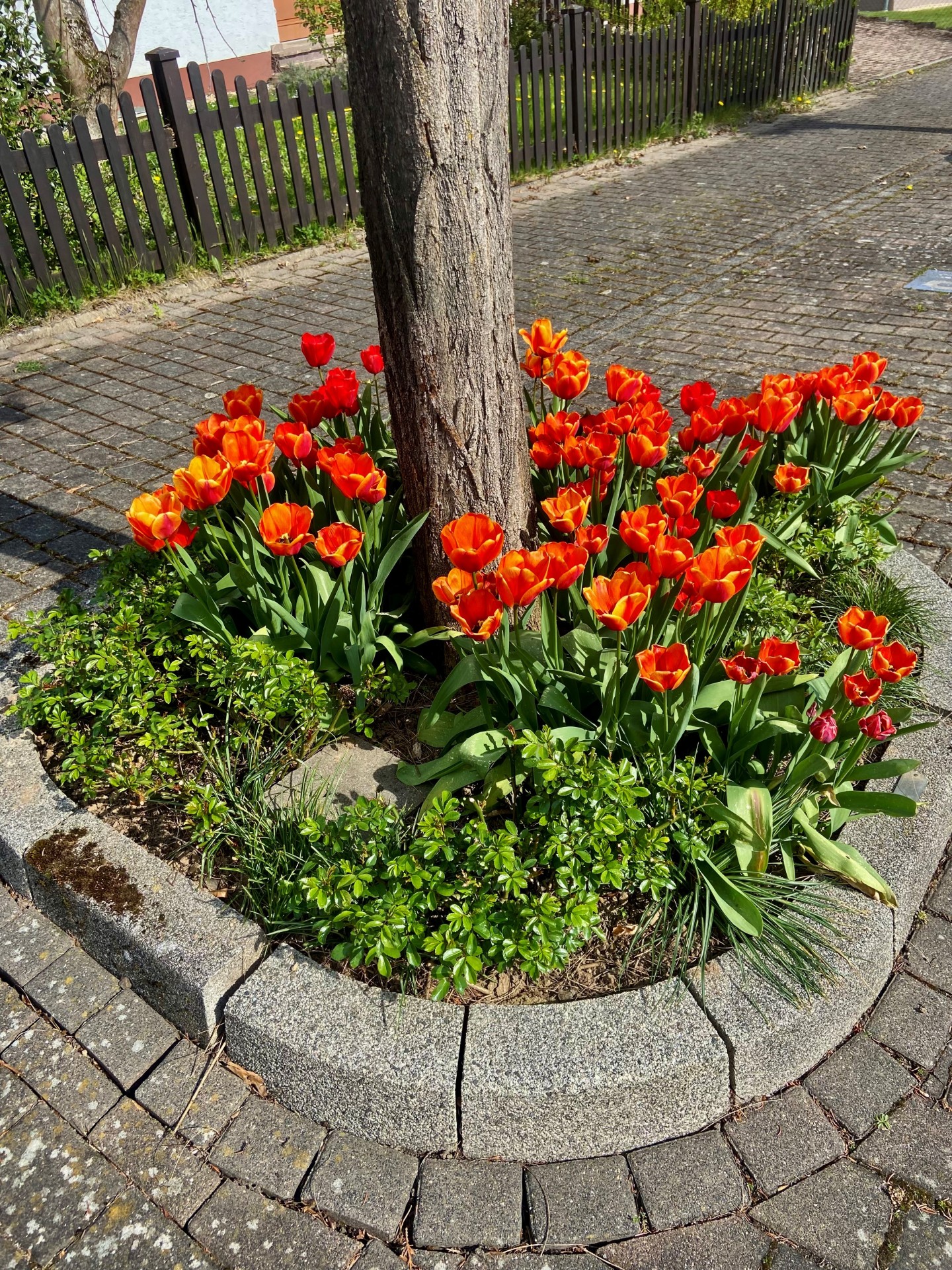 Zu sehen sind Blumen in der Ortsgemeinde Flacht