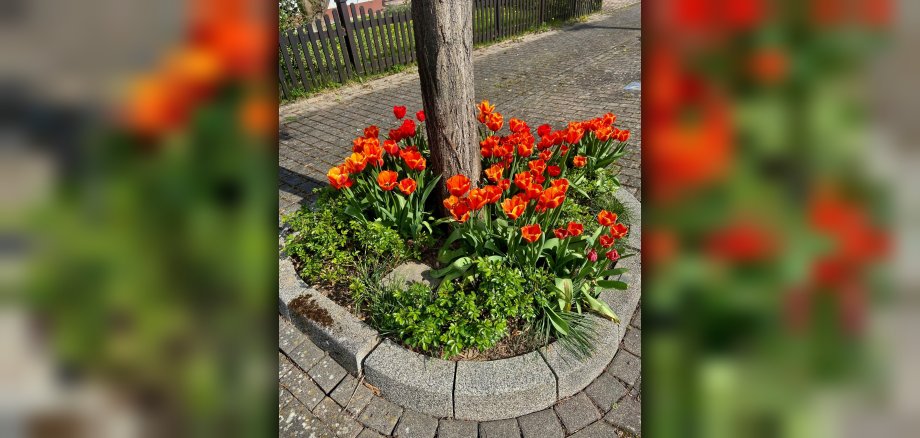 Zu sehen sind Blumen in der Ortsgemeinde Flacht