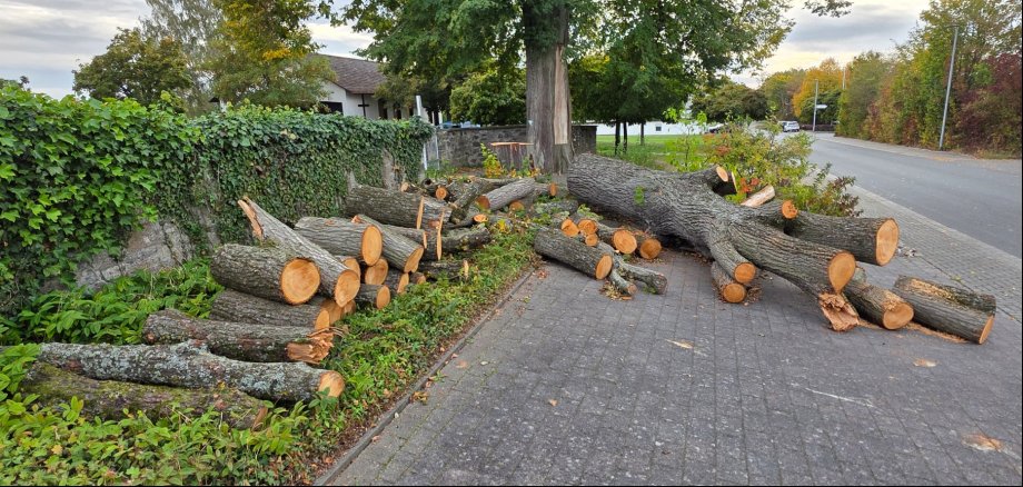 Zu sehen ist das Holz der Friedhofslinde