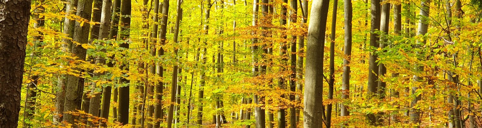Wald Zu sehen ist Wald innerhalb der Verbandsgemeinde Aar-Einrich