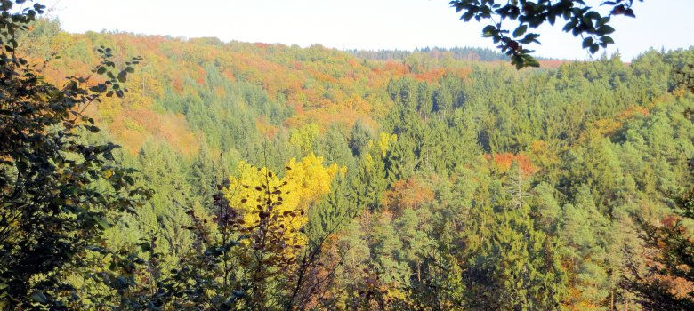 Wald 2 Zu sehen ist ein Waldgebiet innerhalb der Verbandsgemeinde Aar-Einrich